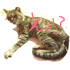 [LINEスタンプ] みやちゃん