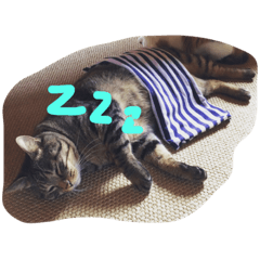 [LINEスタンプ] 兄貴猫さばの画像（メイン）