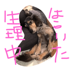 [LINEスタンプ] どうたんず1.5