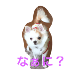 [LINEスタンプ] 愛犬チコ様