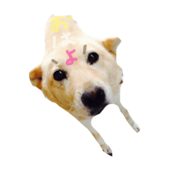 [LINEスタンプ] 柴犬のニイニ