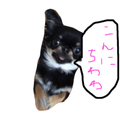 [LINEスタンプ] ちわわのぽーちゃん2