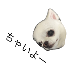 [LINEスタンプ] チワワのユニコ