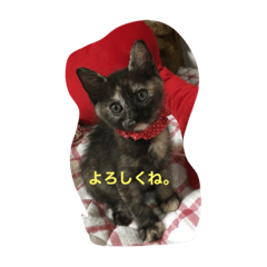 [LINEスタンプ] サビネコびび文字
