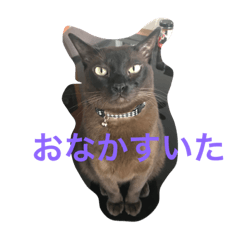 [LINEスタンプ] イカしたネコ