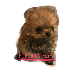 [LINEスタンプ] ワンズホーム 1