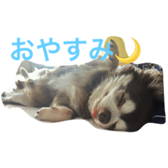 [LINEスタンプ] チワワのチョコくん
