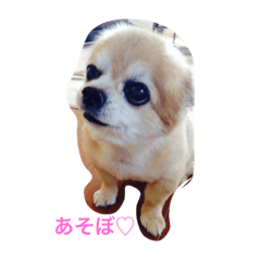 [LINEスタンプ] チワワのあいちゃん2