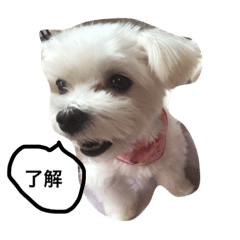 [LINEスタンプ] 可愛いワンコ達
