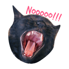 [LINEスタンプ] 黒猫のあくび顔