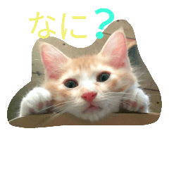 [LINEスタンプ] うちの子が一番♡