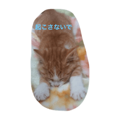 [LINEスタンプ] リアル にゃんこ スタンプ1