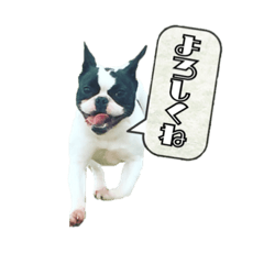 [LINEスタンプ] フレンチブルドッグはち(吹き出し)