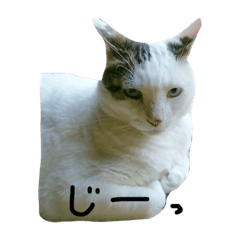[LINEスタンプ] maruさんスタンプ