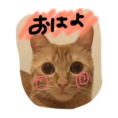 [LINEスタンプ] びむたんスタンプ
