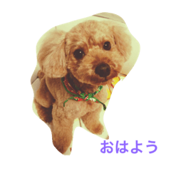 [LINEスタンプ] トイプードルのラッテです