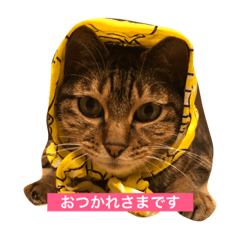 [LINEスタンプ] ねこのはっちゃん