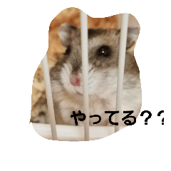 [LINEスタンプ] ハムちゃんずの日常