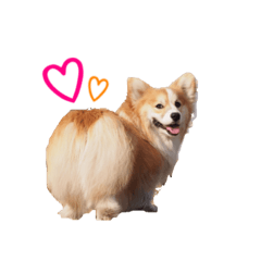 [LINEスタンプ] ロン毛コーギーのわさびくん