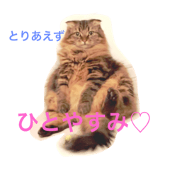 [LINEスタンプ] 自由な猫！BIBI！