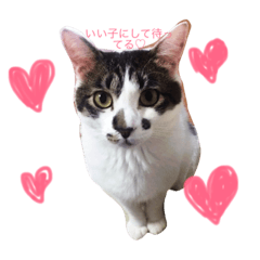 [LINEスタンプ] 我が家のワガママ甘ったれトト君。