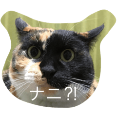 [LINEスタンプ] ニャンこスタンプ