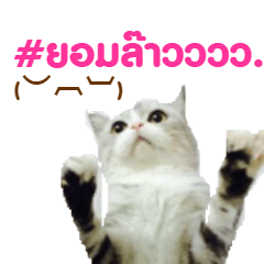 [LINEスタンプ] SUBFFY The Naughty Little Cat
