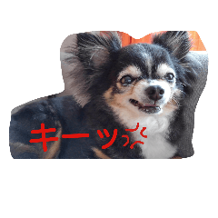[LINEスタンプ] かわいいあずちゃん