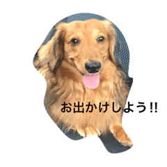 [LINEスタンプ] わんにゃんず