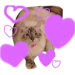 [LINEスタンプ] びびトラちゃん