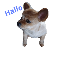 [LINEスタンプ] かわいい私の犬