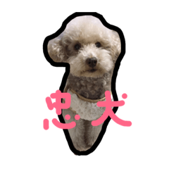 [LINEスタンプ] 忠犬むーちゃん！