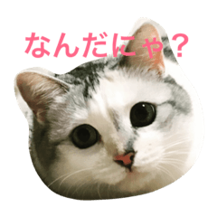 [LINEスタンプ] うにちゃんだよ