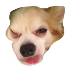 [LINEスタンプ] ブサ可愛