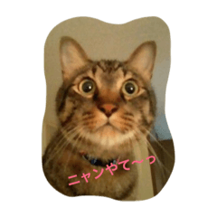 [LINEスタンプ] ネコやけど年男