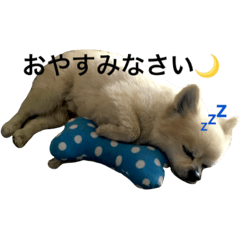 [LINEスタンプ] わさびはチワワ