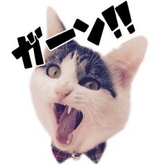 [LINEスタンプ] こまるスタンプ