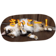 [LINEスタンプ] 猫のチャチャ2