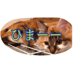 [LINEスタンプ] 猫のチャチャ1