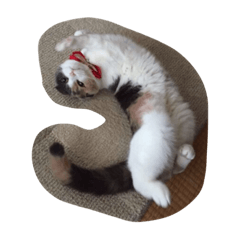 [LINEスタンプ] まんまるスコティッシュ（実写）