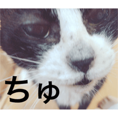 [LINEスタンプ] ねこのジャジョさん