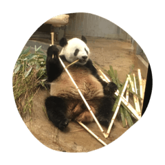 [LINEスタンプ] Pretty happy Panda chan