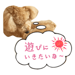 [LINEスタンプ] トイプーfamily