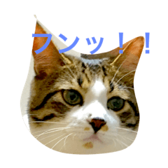 [LINEスタンプ] わがまま猫なつめ