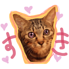 [LINEスタンプ] ちょっと使いづらい猫のスタンプ