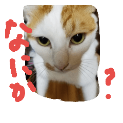 [LINEスタンプ] ネコ猫
