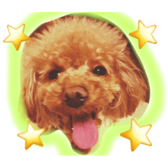 [LINEスタンプ] わが家のワンこ