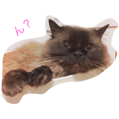 [LINEスタンプ] マンチカン's