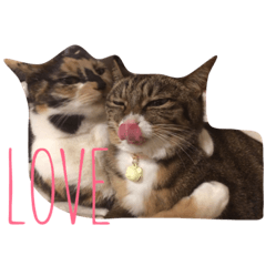 [LINEスタンプ] そらとむぎ。