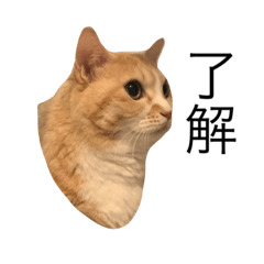 [LINEスタンプ] ねこのみるく